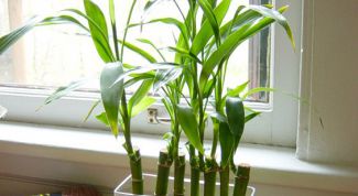 Картинка по теме - как укоренить черенок драцены