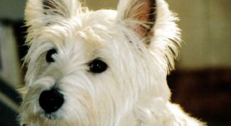 Картинка по теме - как уговорить маму на щенка