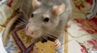 Картинка по теме - как отличить самца от самки крысы
