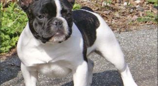Картинка по теме - как дрессировать французских бульдогов