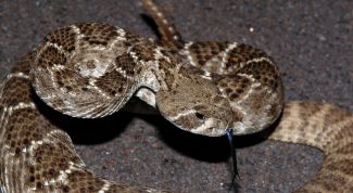 Картинка по теме - как отличить ядовитую змею