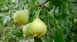 Картинка по теме - как сушить груши