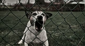 Картинка по теме - как побороть страх собаки