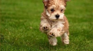 Картинка по теме - как отучить щенка прыгать