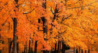 Картинка по теме - как написать сочинение об осени