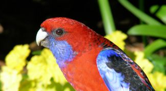 Картинка по теме - как научить попугая-девочку разговаривать