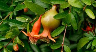 Картинка по теме - как вырастить комнатный гранат