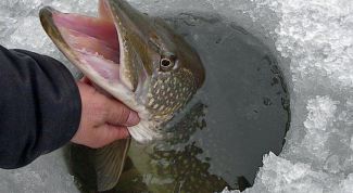 Картинка по теме - как ловить рыбу зимой на течении