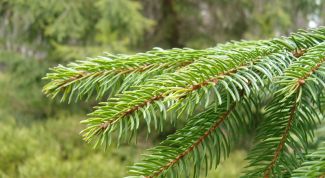 Картинка по теме - как посадить ель