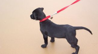 Картинка по теме - как приучить собаку ходить рядом