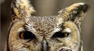 Картинка по теме - что делать, если ты сова