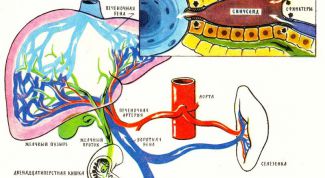 Картинка по теме - что делать при боли в печени