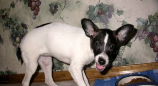 Картинка по теме - что делать, если собака не ест