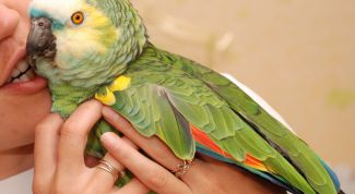Картинка по теме - как приручить попугая
