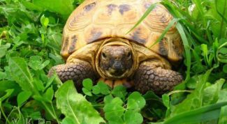 Картинка по теме - как накормить черепаху