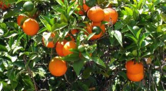 Картинка по теме - как вырастить апельсиновое дерево