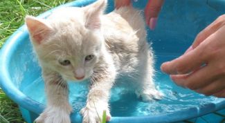 Картинка по теме - как искупать котенка