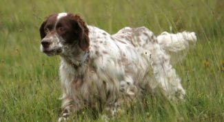 Картинка по теме - как отучить взрослую собаку мочиться дома