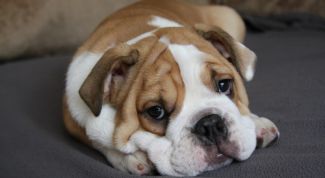 Картинка по теме - что делать, если собака отравилась