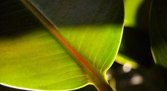 Картинка по теме - как черенковать фикус