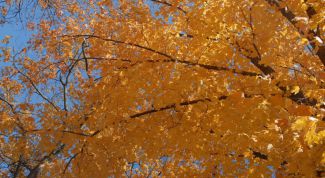 Картинка по теме - как определить по листьям дерево