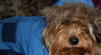 Картинка по теме - как сшить одежду для собачек