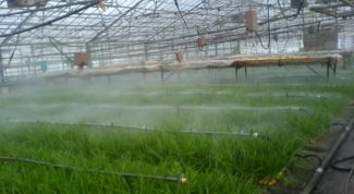 Картинка по теме - как вырастить зеленый лук в теплице