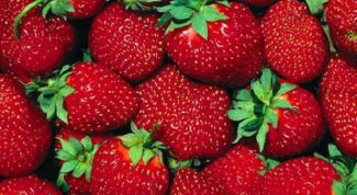 Картинка по теме - как выращивать клубнику круглый год