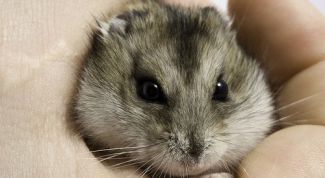 Картинка по теме - как приручить хомячка