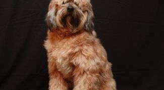 Картинка по теме - как улучшить состояние шерсти собаки