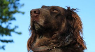 Картинка по теме - как выбрать породу собаки