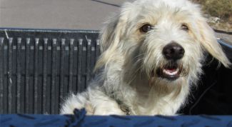 Картинка по теме - как отучить собаку мочиться на кровать