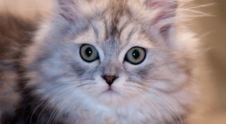 Картинка по теме - как постричь кошку