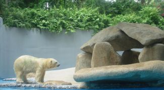 Картинка по теме - как нарисовать красивого мишку