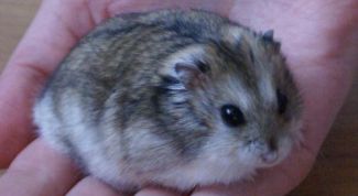 Картинка по теме - как отличить мальчика от девочки джунгариков