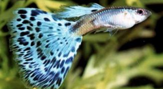 Картинка по теме - как узнать пол рыбы