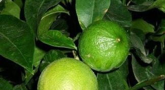 Картинка по теме - что такое бергамот