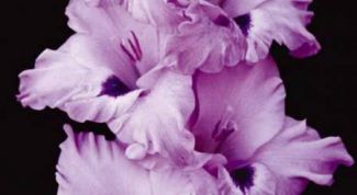 Картинка по теме - как нарисовать гладиолус