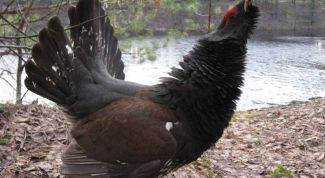 Картинка по теме - как нарисовать глухаря