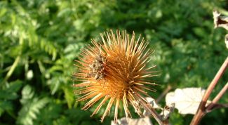 Картинка по теме - как применять репейное масло для волос