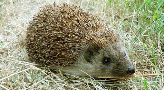 Картинка по теме - как сделать костюм ежика