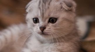 Картинка по теме - как научить котенка есть и пить