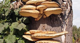 Картинка по теме - что такое паразитизм