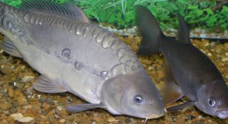 Картинка по теме - как развести карпов