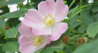 Картинка по теме - как получить розовый цвет из краски