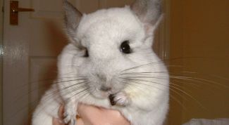 Картинка по теме - как продать шиншиллу