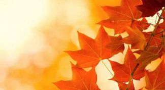 Картинка по теме - почему желтеют листья