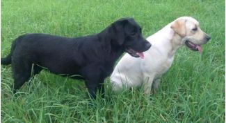 Картинка по теме - что такое искуственный отбор