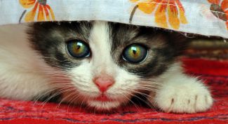 Картинка по теме - как удалить запах от кошки