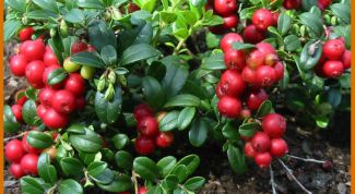 Картинка по теме - как сделать вкусное варенье из брусники